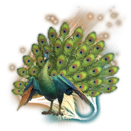 Kingly Peacock Image.png