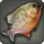 Miounnefish icon1.png