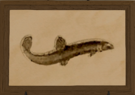 File:Albino Loach print.png