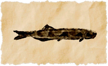 File:Banded candiru.png