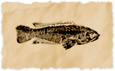 File:Kadjaya's castaway.png