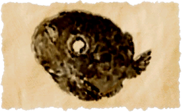 File:Smooth lumpfish.png