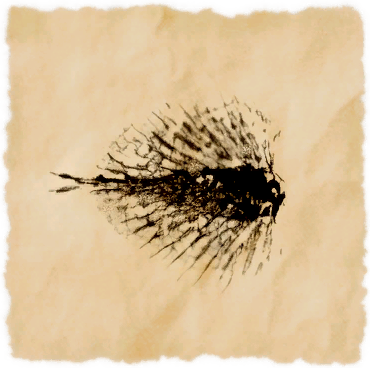 File:Black fanfish.png