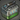 Spore Collection Tank