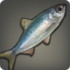 Harbor Herring