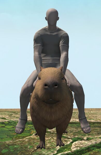 File:Capybara front.jpg