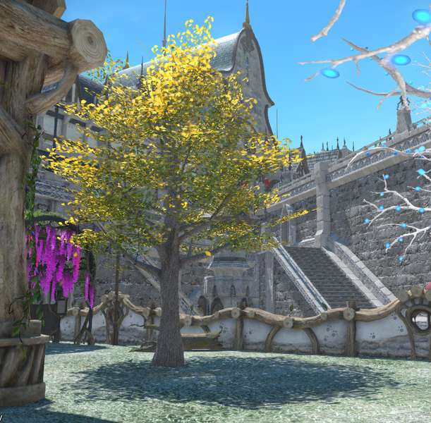 File:Autumnal Ginkgo Tree.png