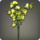 Yellow sweet peas icon1.png