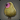 Twitching Foper