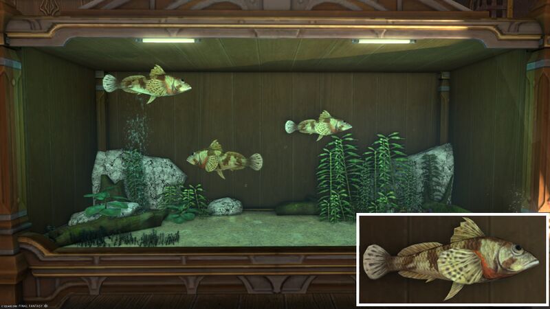 File:Aquarium Preview Wandering Sculpin.jpg