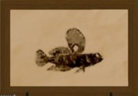 Galadion Goby print.png