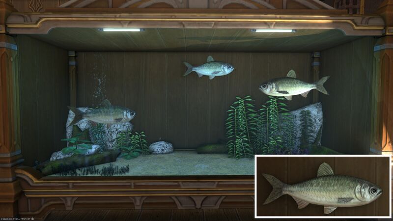 File:Aquarium Preview Indigo Herring.jpg