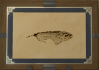 Purusa Fish print.png