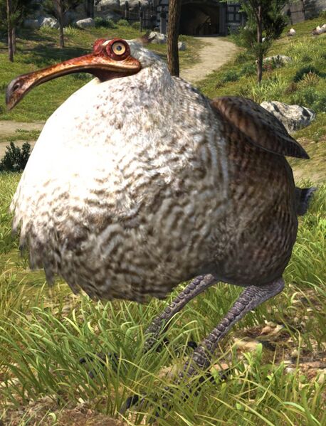 File:Wild Dodo.jpg