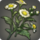 Rarefied kozamauka chamomile icon1.png