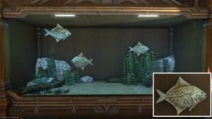 Three False Scads in a Tier 4 Aquarium with a close-up.