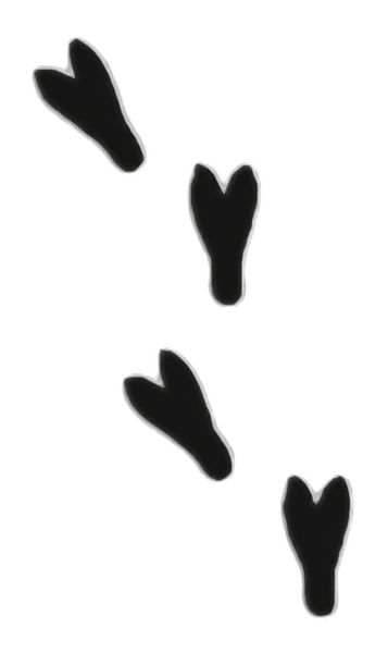 File:Mimi Chocobo Foot.png