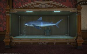 Silver shark aquarium1.jpg