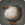 Fledgling dodo icon1.png