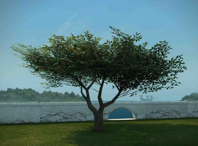 La Noscean Orange Tree