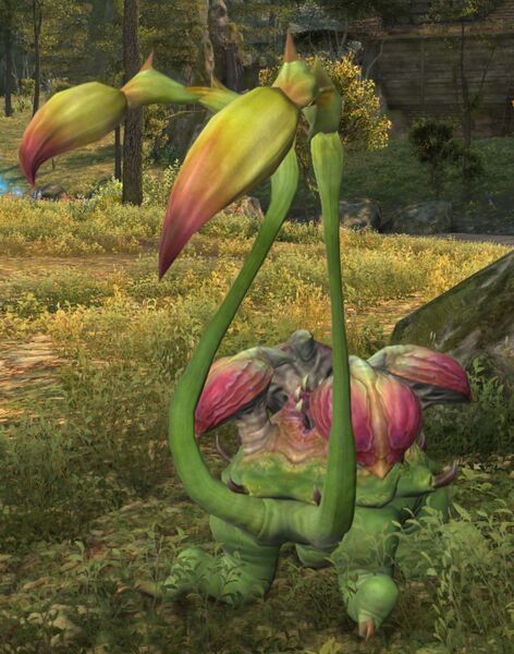 File:Leathervine Microchu.jpg