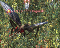Carrion Chigoe.png