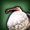Wild Dodo icon1.png