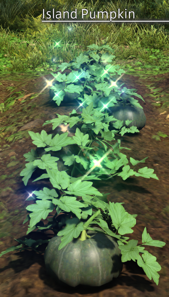 File:Island Pumpkin Mature.png