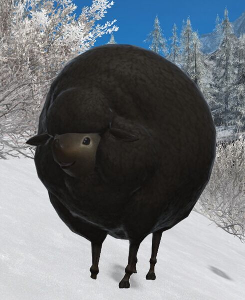 File:Stray Karakul Ewe.jpg