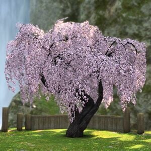 Weeping Cherry Tree