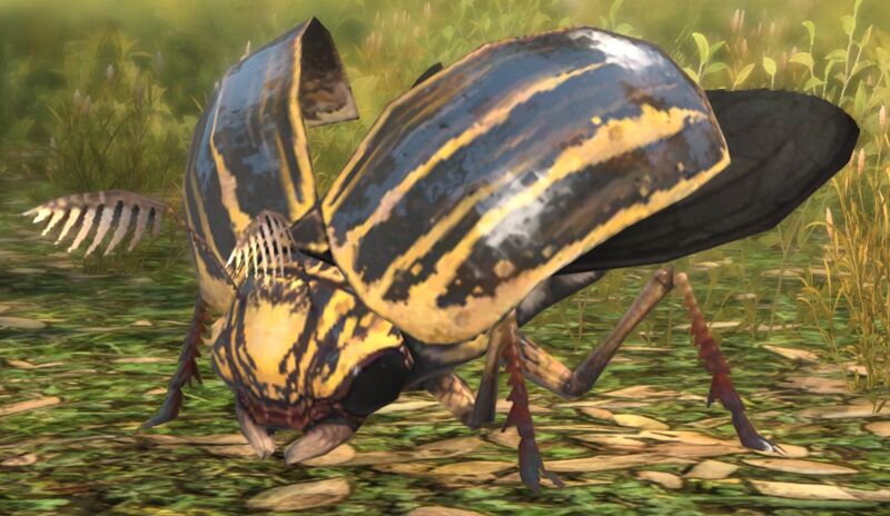 File:Bark Weevil.jpg