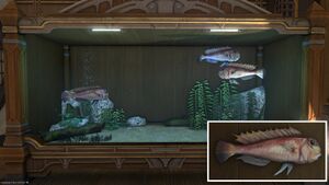 Three Rasa Fish in a Tier 4 Aquarium with a close-up.