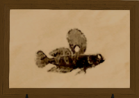 Striped Goby print.png