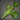 Verdant Dancer