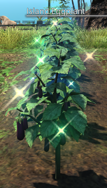 File:Island Eggplant Mature.png