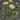 Possibly unclassified plant icon1.png