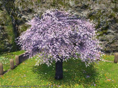 Authentic eastern cherry tree img1.jpg