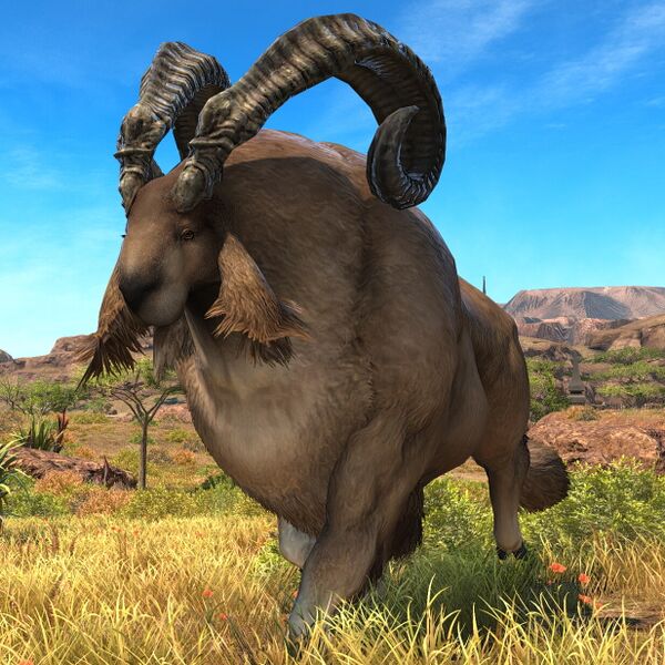 File:Elder Longhorn.jpeg