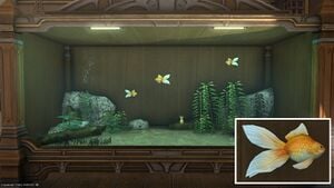 Four Copperfish in a Tier 4 Aquarium with a close-up.