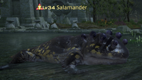 Salamander.png