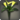 Yellow arums icon1.png