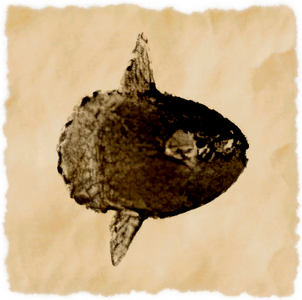 Sunfish