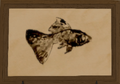Thumbnail for version as of 15:59, 10 May 2026