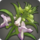 Mountain flax icon1.png