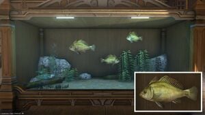 Three Canal Drums in a Tier 4 Aquarium with a close-up.