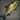 New Growth Carp