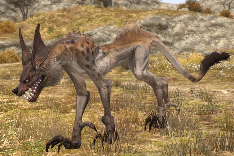 File:Jackal Pup.jpg
