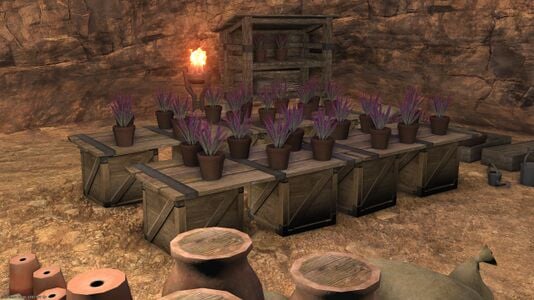 Dream Flowers inside a cave at Lost Hope