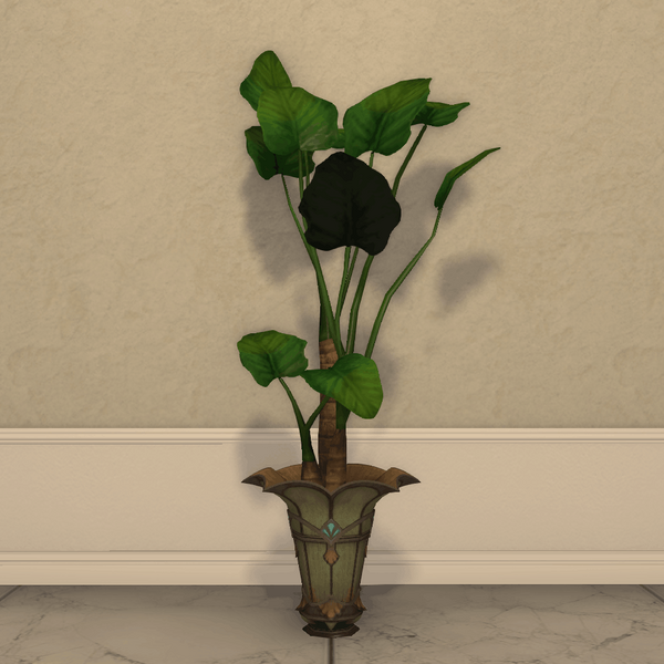 File:Potted Oliphant's Ear1.png