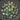 New Growth Quartz